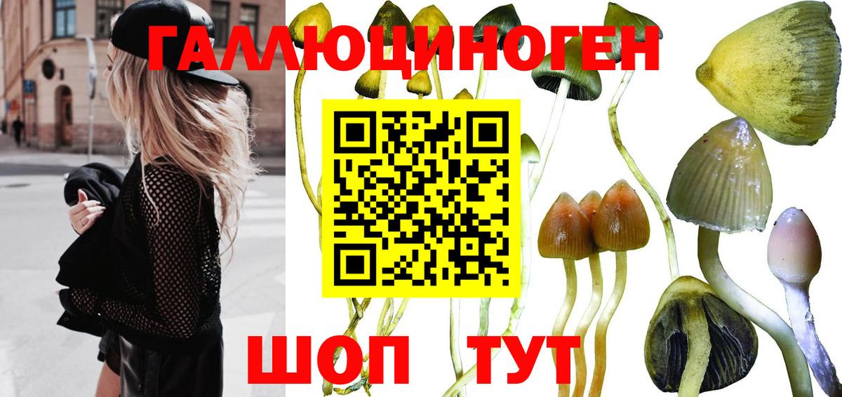 Псилоцибиновые грибы Psilocybine cubensis  Псилоцибиновые грибы прущие грибы  Вход с VPN  Протвино 